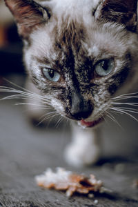 Close-up portrait of cat