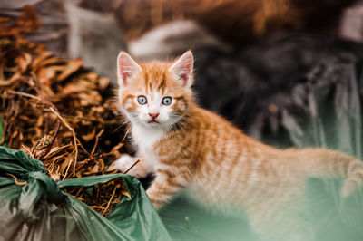 Portrait of ginger cat