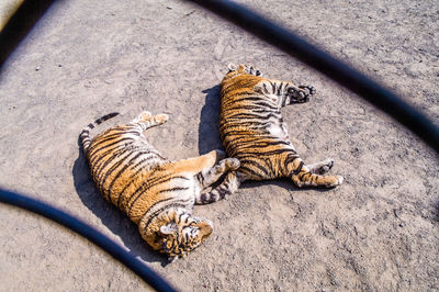 High angle view of cat resting