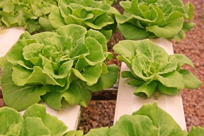 Hydroponic vegetable production in water evaporation greenhouse