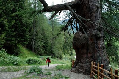 Rear view of man walking amidst trees in forest