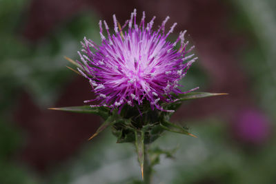 Close-up of purple thistle flower