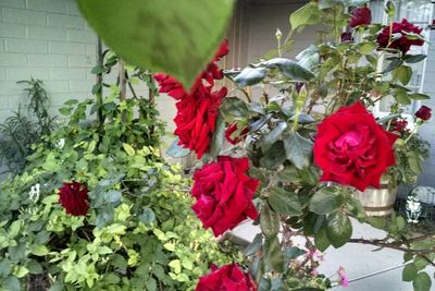 Close-up of red flowers