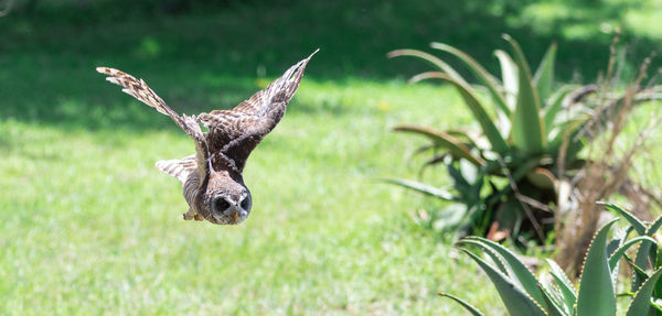 Close-up of a bird flying