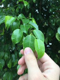 Close-up of hand holding leaf