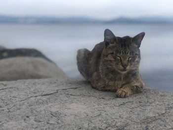 Cat sitting on a rock