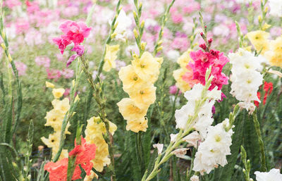 Close-up of pink flowers blooming outdoors