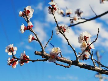 Low angle view of flowers on branch