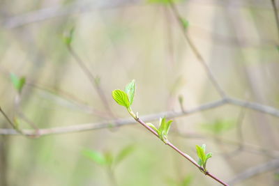 Close-up of plant