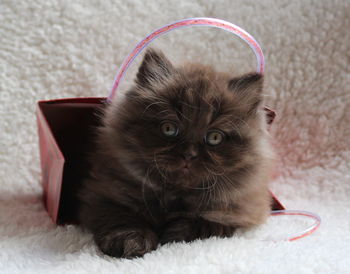 Close-up portrait of kitten in paper bag