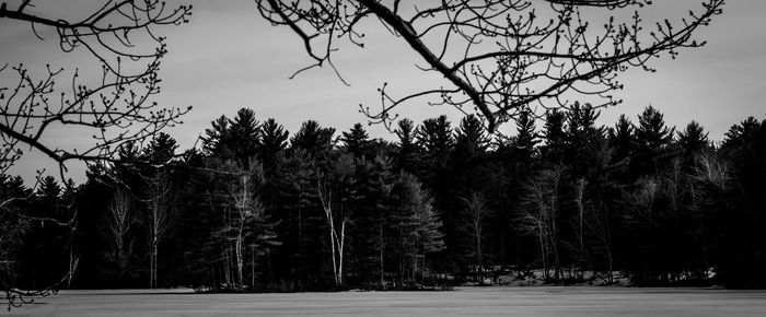 Trees in forest against sky during winter