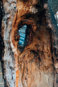 Close-up of tree trunk