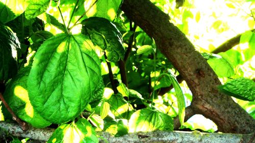 Close-up of green leaves