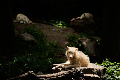 Wolf pack of white hudson bay wolf, lives in the artic. canis lupus hudsonicus, in warm sunlight