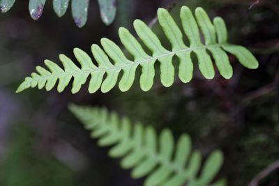 Close-up of leaf against tree
