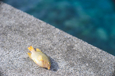 Close-up of crab