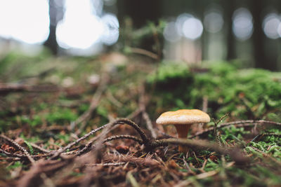 Close-up of mushroom on grass