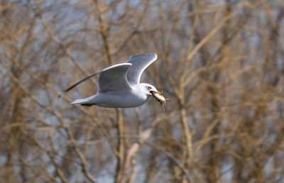 Seagull is flying with a fresh fish caught from the lake