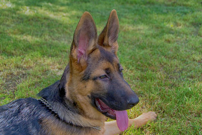 Close-up of a dog on field