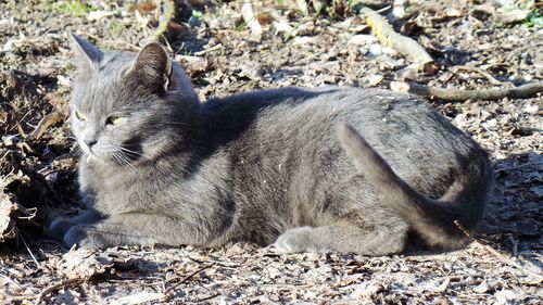 Close-up of lizard on field