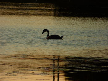 Swan swimming in lake