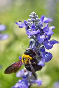 Close-up of bee pollinating on lavender