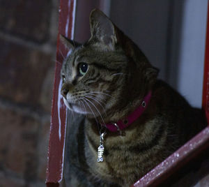 Close-up of a cat looking away