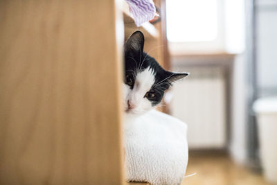 Close-up of cat relaxing at home