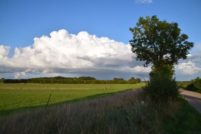 Scenic view of agricultural field against sky