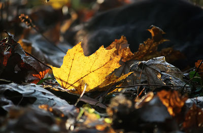 Close-up of dry maple leaves on land