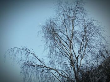 bare tree