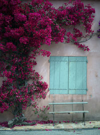 Pink flowering tree by building