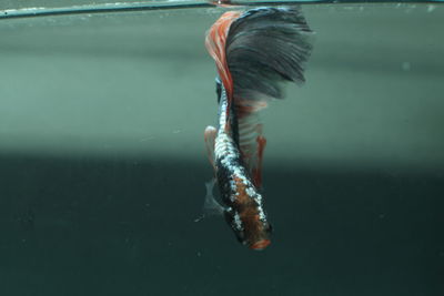 Close-up of fish swimming in water