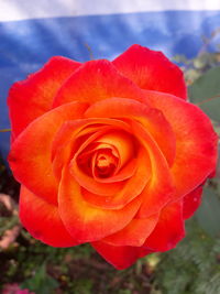 Close-up of red rose