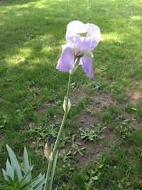 Close-up of purple flowers blooming in field