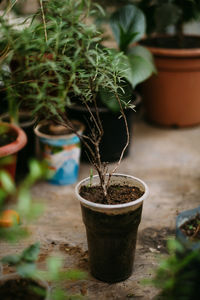 Close-up of potted plant in lawn