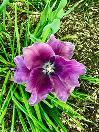 Close-up of purple flower blooming outdoors