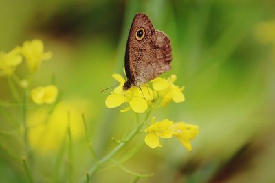 Close-up of butterfly perching on yellow flower