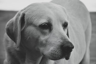 Close-up portrait of dog looking away