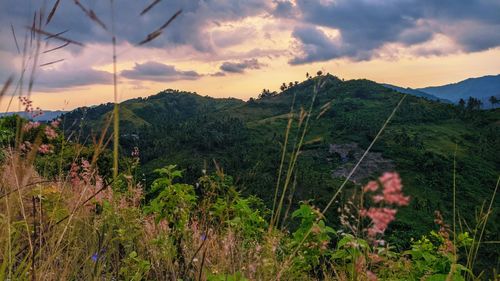 Plants growing on land against sky during sunset