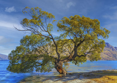 Tree by sea against sky