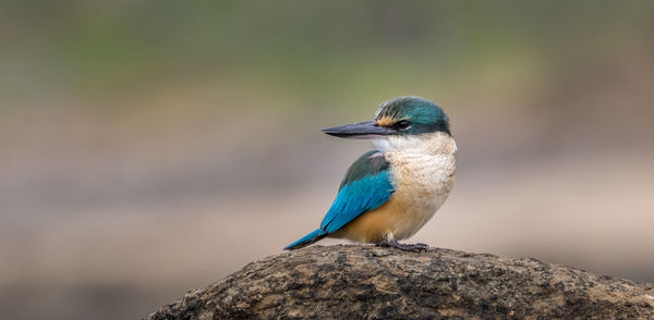 Close-up of kingfisher perching on rock