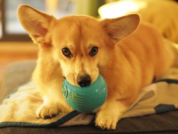 Close-up portrait of dog with ball at home