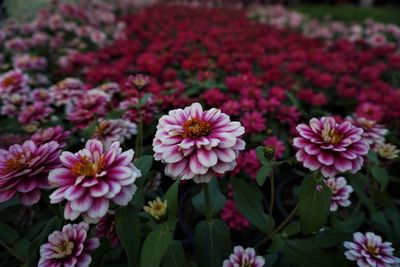 Close-up of pink flowering plants