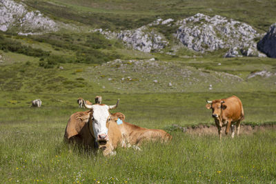 Brown cow with white face resting in the pasture and behind her another cow standing ruminating