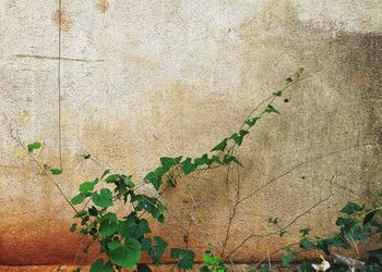 Close-up of ivy on wall