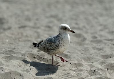Close-up of seagull perching on sand at beach