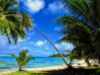 Palm trees on beach against sky