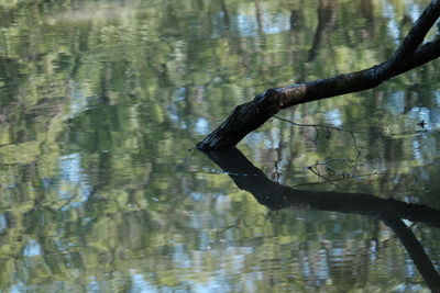 Reflection of tree in lake