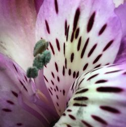 Macro shot of pink flowering plant